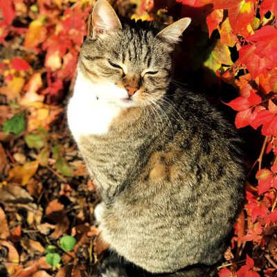 Tant pis pour eux ! (彼らはお気の毒様！)