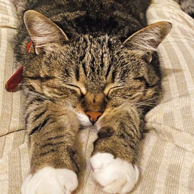 ラクレットパーティー!