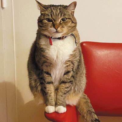 牡蠣フライ布教活動