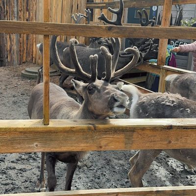 北極で真夏のサンタに会う